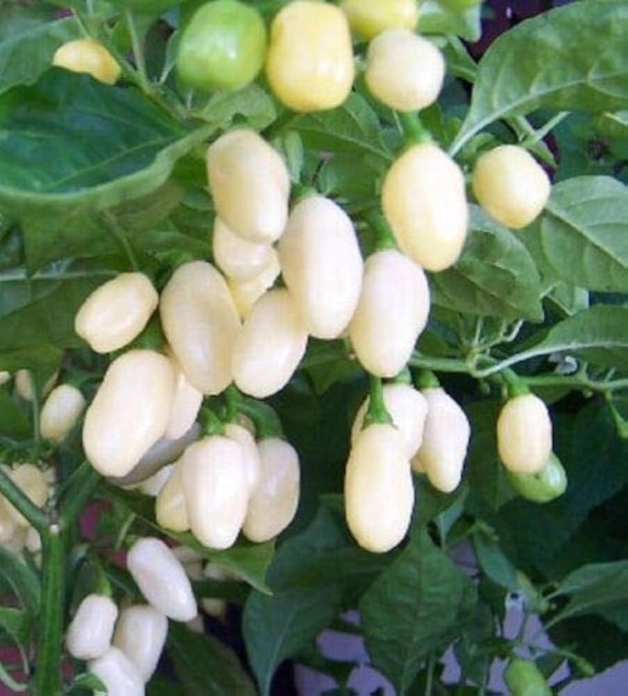 White Pepper plants cultivated in outdoor garden bed