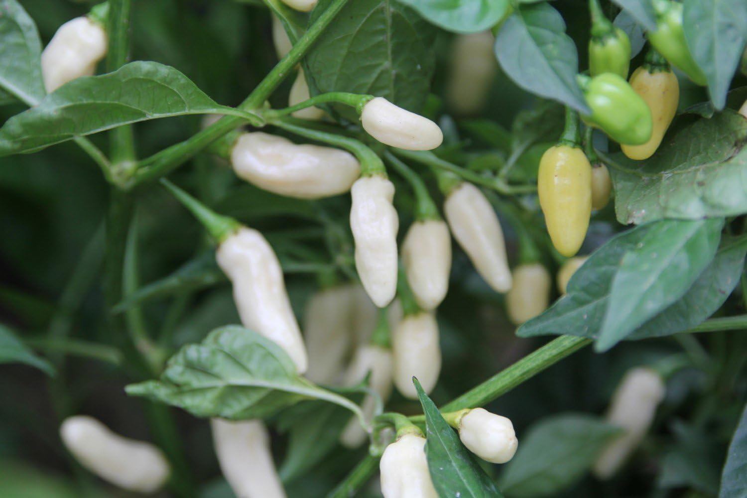 Healthy White Pepper plants growing in full sun