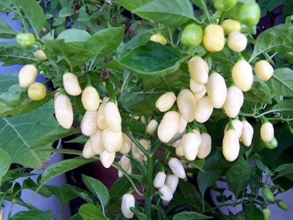 Non-GMO White Pepper seeds for home garden planting