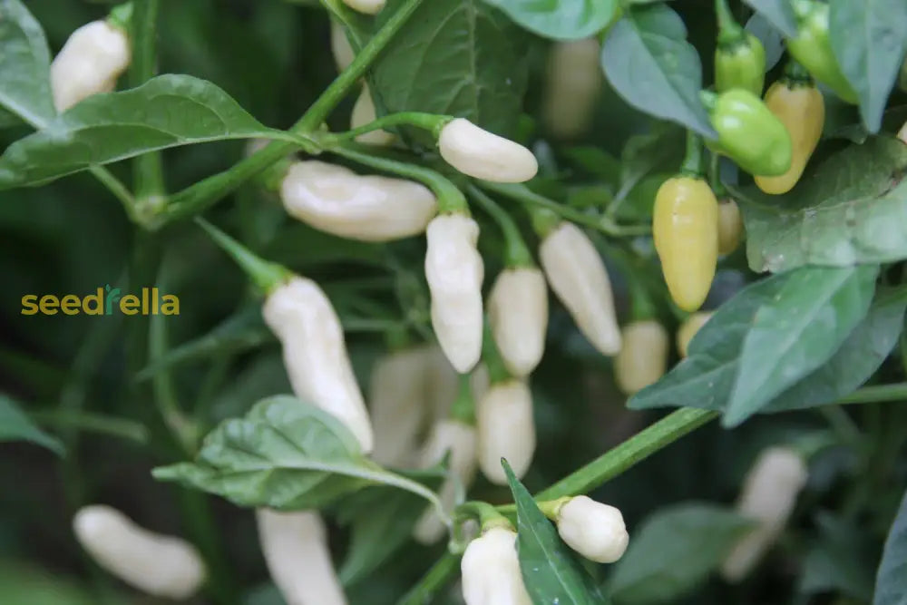 White Pepper Vegetable Seeds For Easy Planting Seeds