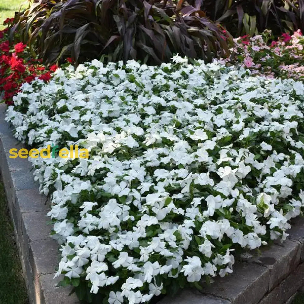 White Periwinkle Flower Seeds For Planting - Create Stunning Floral Arrangements