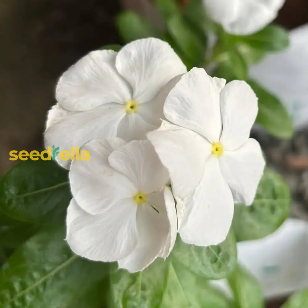 White Periwinkle Flower Seeds For Planting - Create Stunning Floral Arrangements