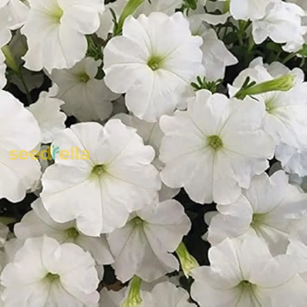 White Petunia Flower Seeds For Planting  A Stunning Garden Display