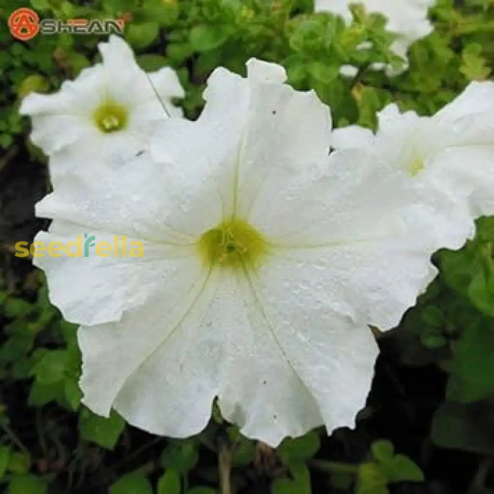 White Petunia Flower Seeds For Planting  A Stunning Garden Display