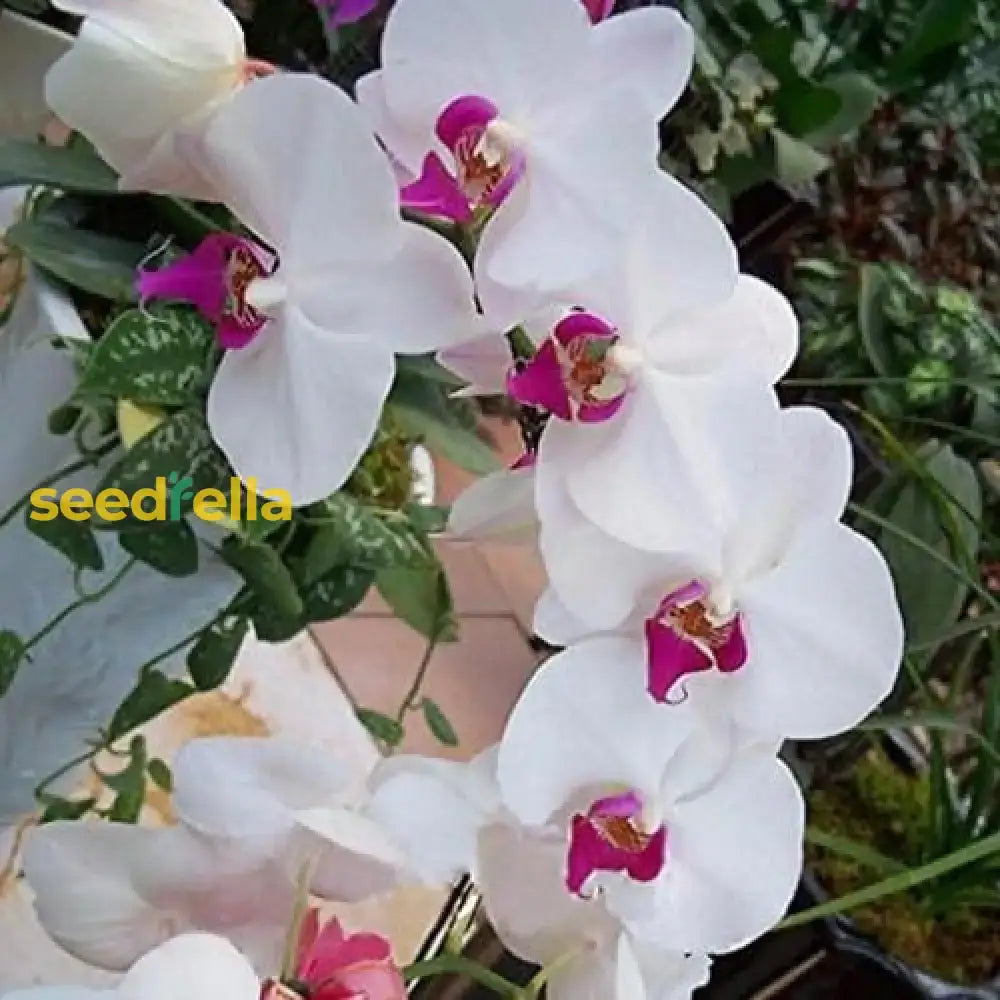 White Phalaenopsis Orchid Planting Seeds For Lush Elegant Blooms In Your Garden Flower