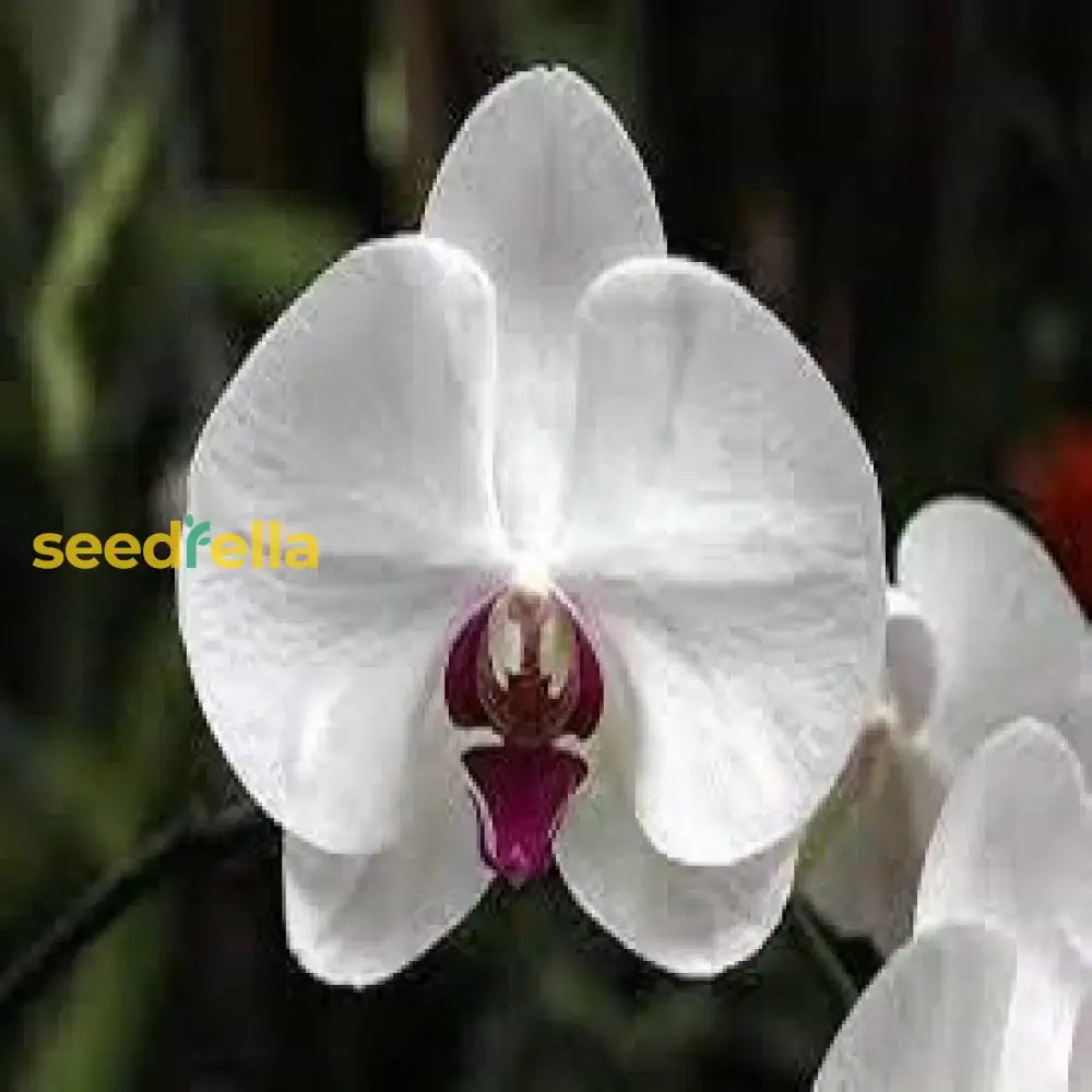 White Phalaenopsis Orchid Planting Seeds For Lush Elegant Blooms In Your Garden Flower