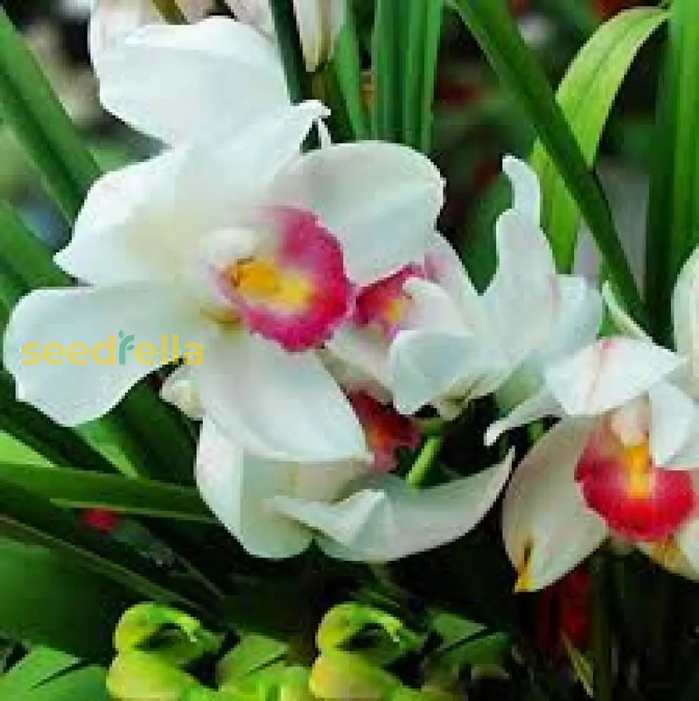 White Phalaenopsis Orchid Seeds For Easy Planting Flower