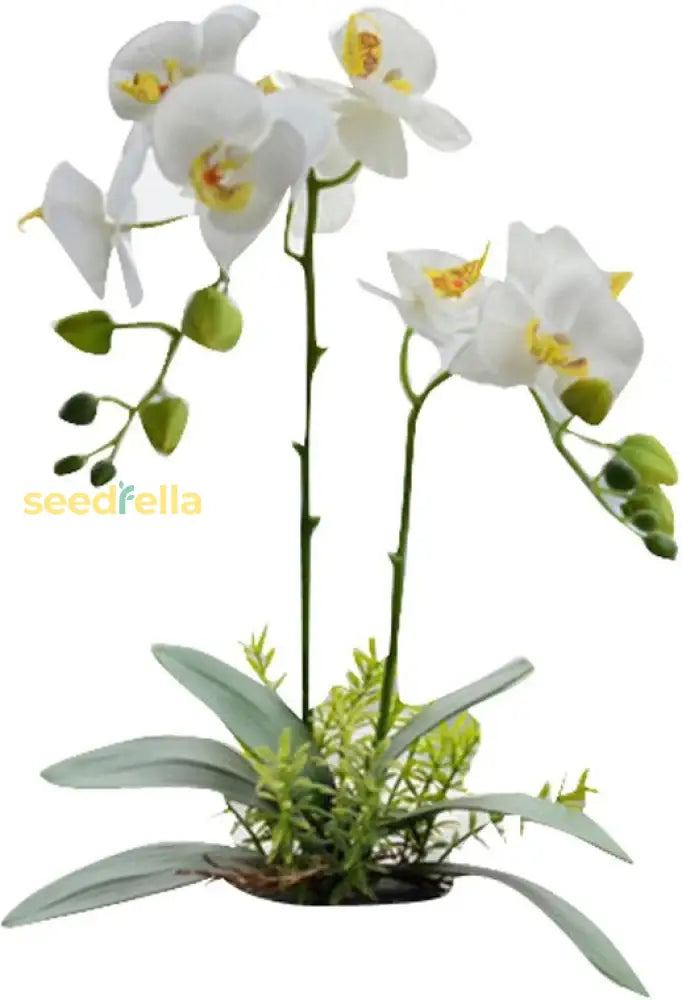 White Phalaenopsis Orchid Wind Seeds For Planting  Seed Elegant Blooms Perfect Indoor And