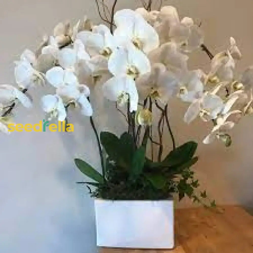 White Phalaenopsis Orchid Wind Seeds For Planting  Seed Elegant Blooms Perfect Indoor And