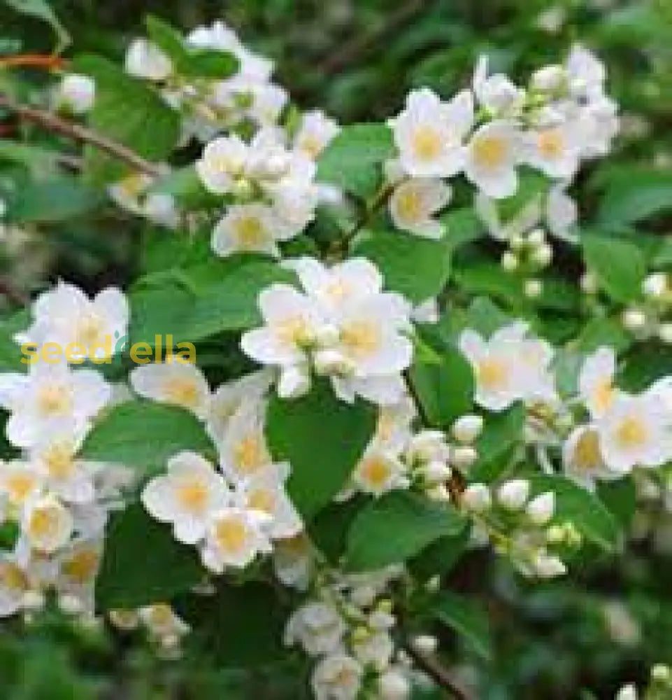 White Philadelphus Coronarius Seeds For Planting - Fragrant Mock Orange Blooms Flower