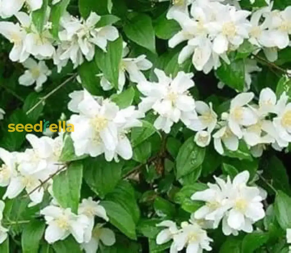 White Philadelphus Coronarius Seeds For Planting - Fragrant Mock Orange Blooms Flower