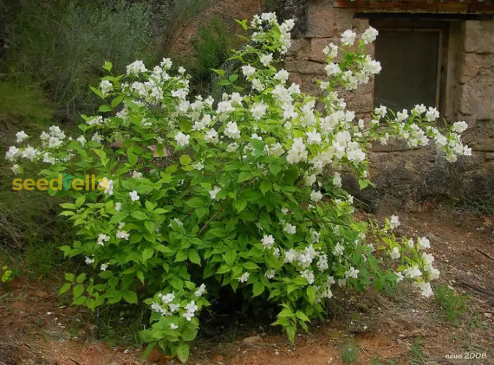 White Philadelphus Flower Planting  Seeds For Fragrant Garden Blooms