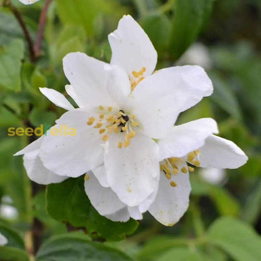 White Philadelphus Flower Planting  Seeds For Fragrant Garden Blooms