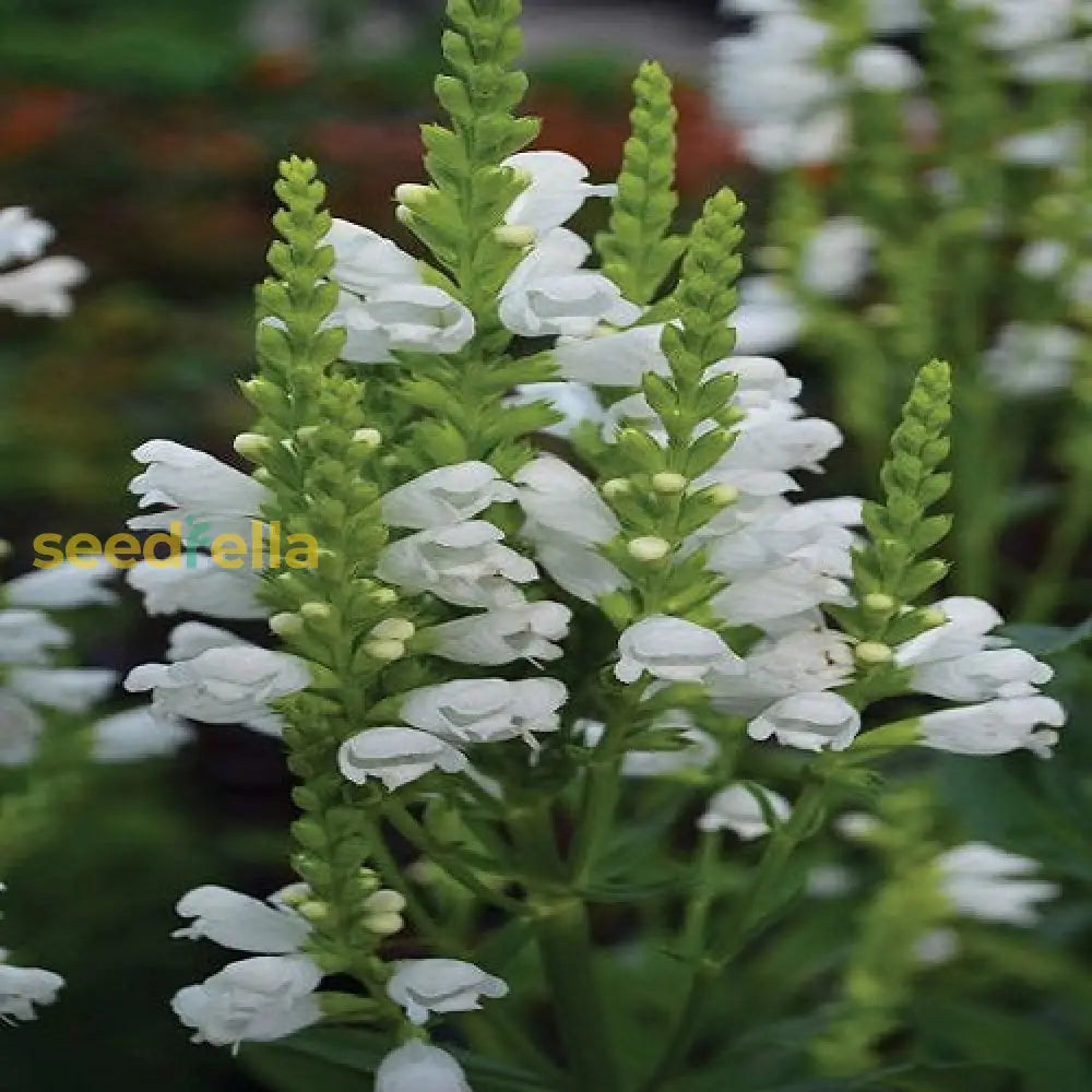 White Physostegia Seeds For Planting  Seed Fresh Classic Garden Style With Beautiful Flowers Flower