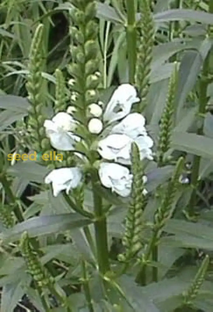 White Physostegia Seeds For Planting  Seed Fresh Classic Garden Style With Beautiful Flowers Flower