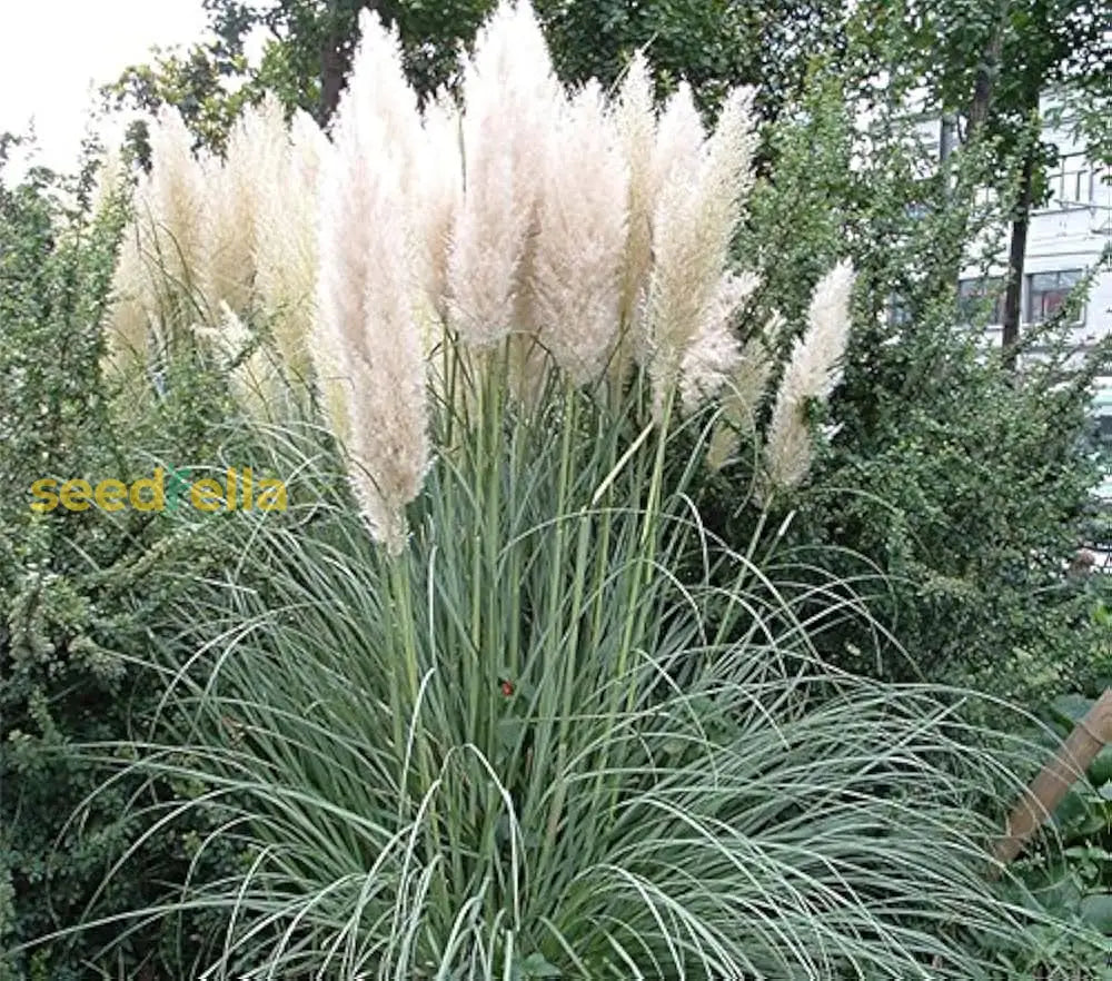 White Pilocarpa Flower Planting - Seeds For Elegant Blooms And Lush Gardens