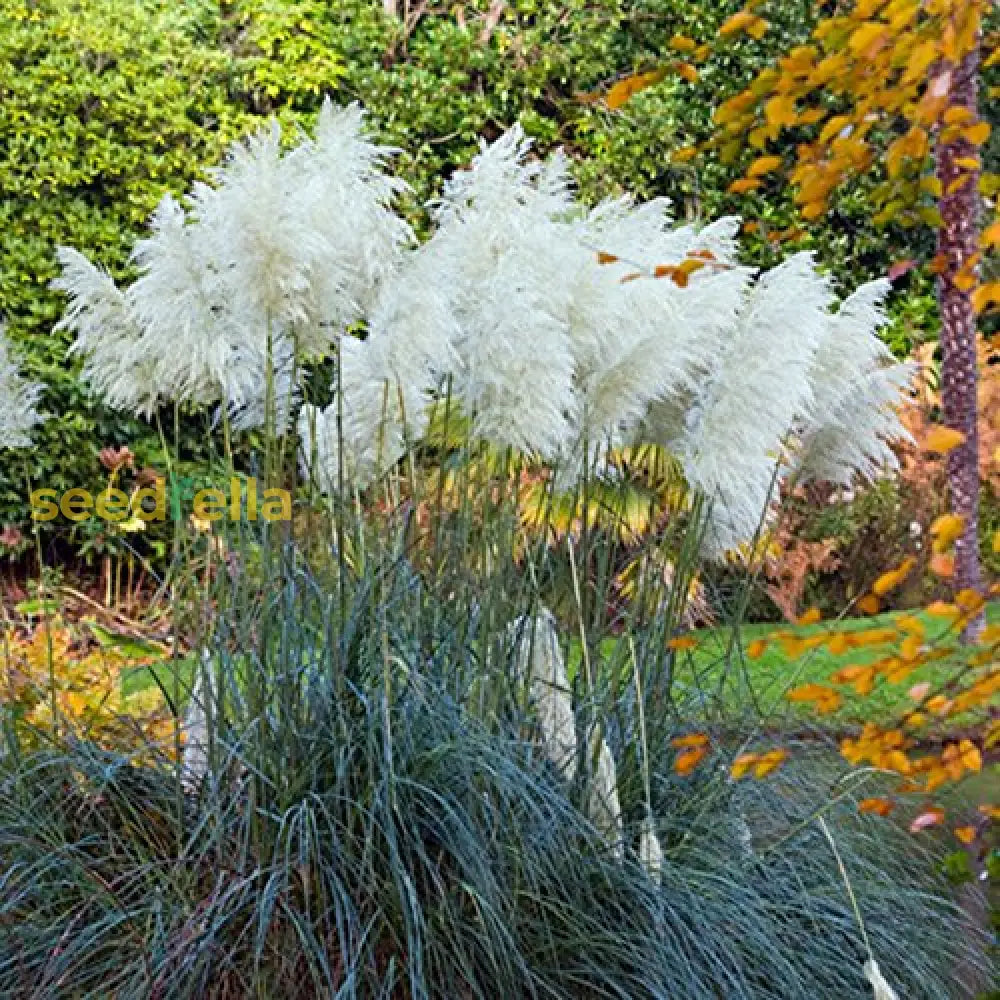 White Pilocarpa Flower Planting - Seeds For Elegant Blooms And Lush Gardens