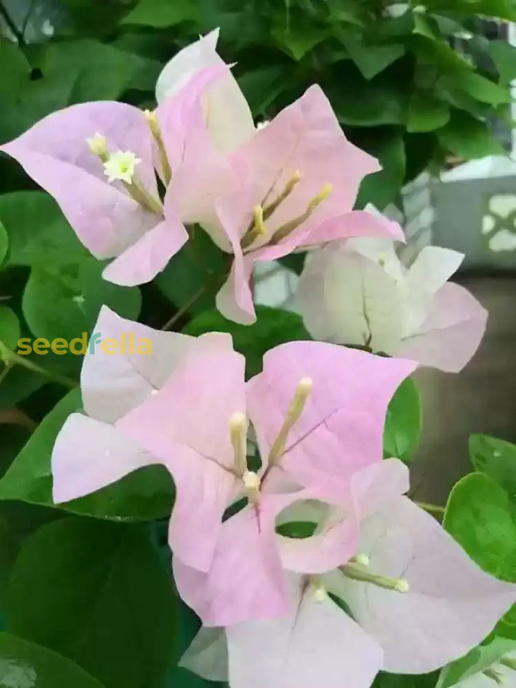 White Pink Bougainvillea Flower Seeds For Planting  Seed Vibrant And Lush Blooms