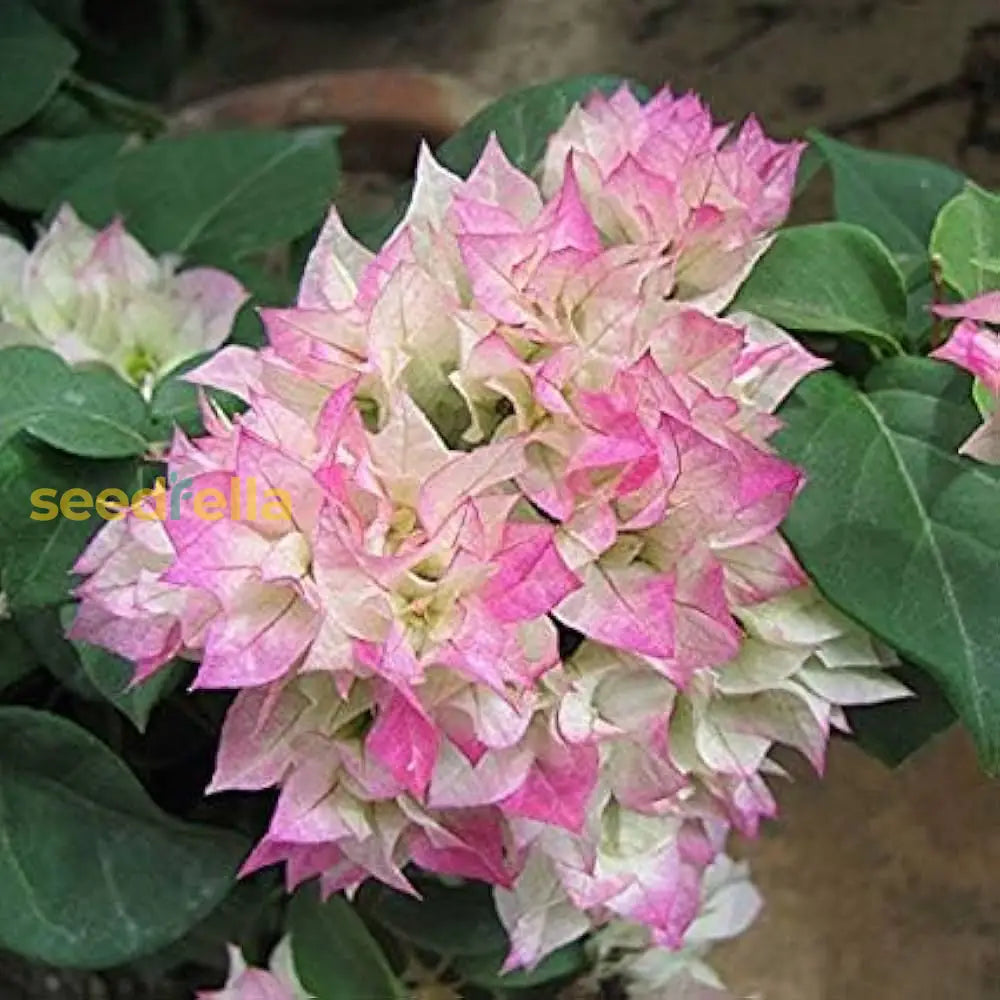 White Pink Bougainvillea Flower Seeds For Planting  Seed Vibrant And Lush Blooms