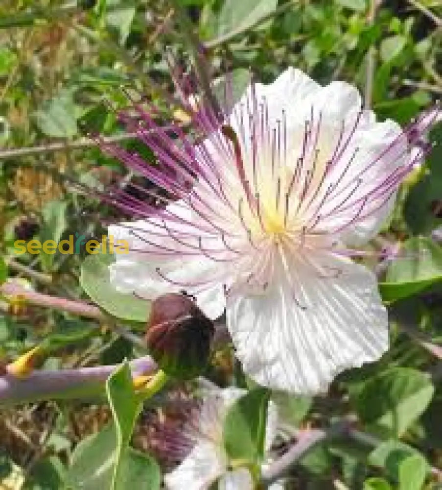 White Pink Capparis Spinosa Seeds For Planting  Ideal Gardens And Pots With Unique Blooms Flower