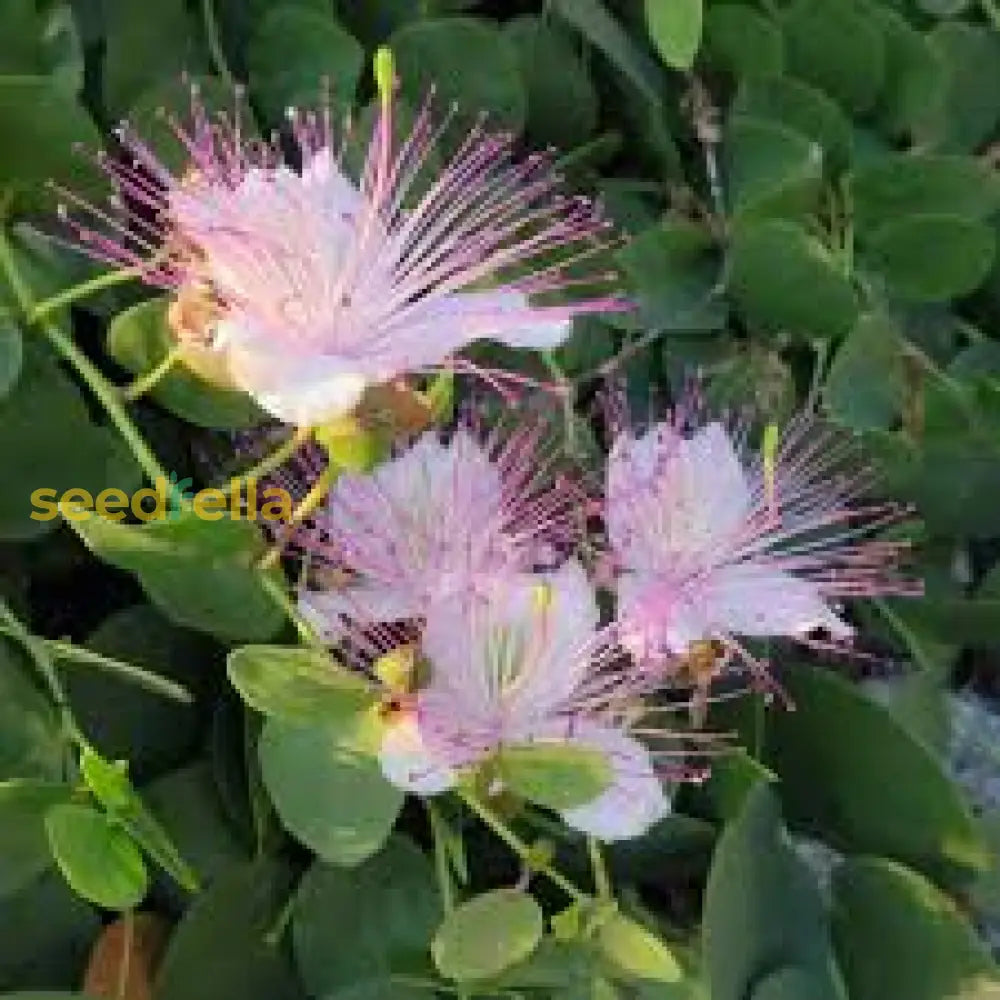 White Pink Capparis Spinosa Seeds For Planting  Ideal Gardens And Pots With Unique Blooms Flower