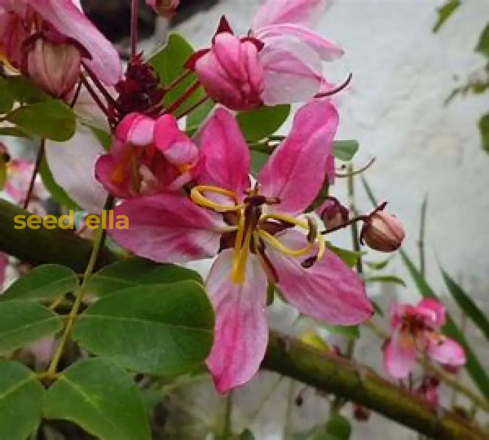 White Pink Cassia Javanica Seeds For Planting