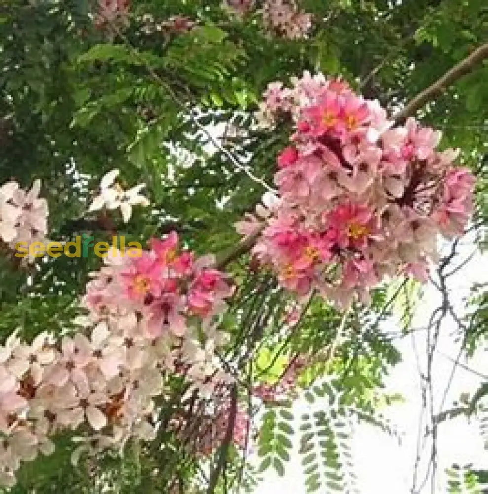 White Pink Cassia Javanica Seeds For Planting