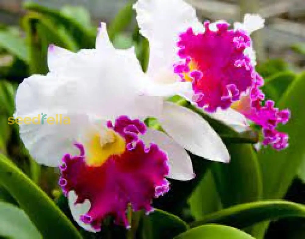 White Pink Cattleya Hybrida Flower Seeds For Planting  Seed Elegant And Vibrant Blooms