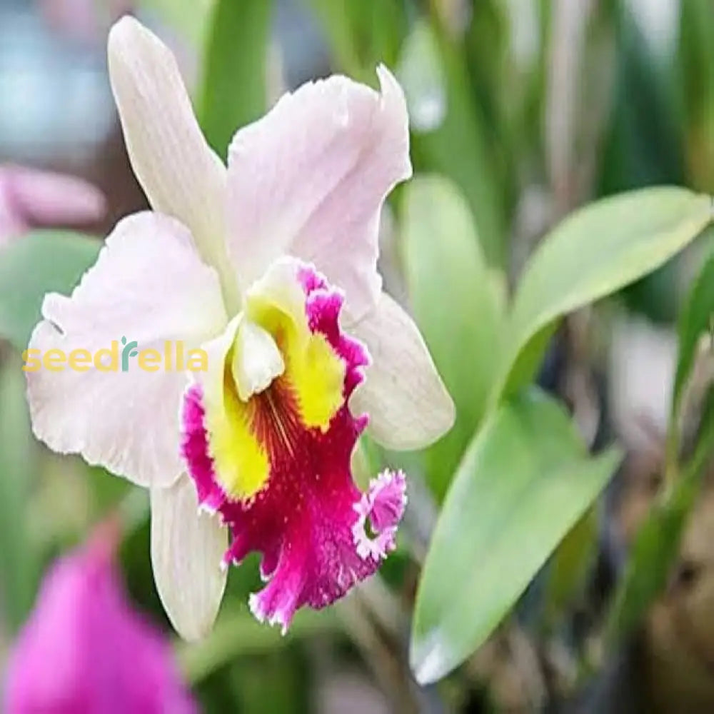 White Pink Cattleya Hybrida Flower Seeds For Planting  Seed Elegant And Vibrant Blooms