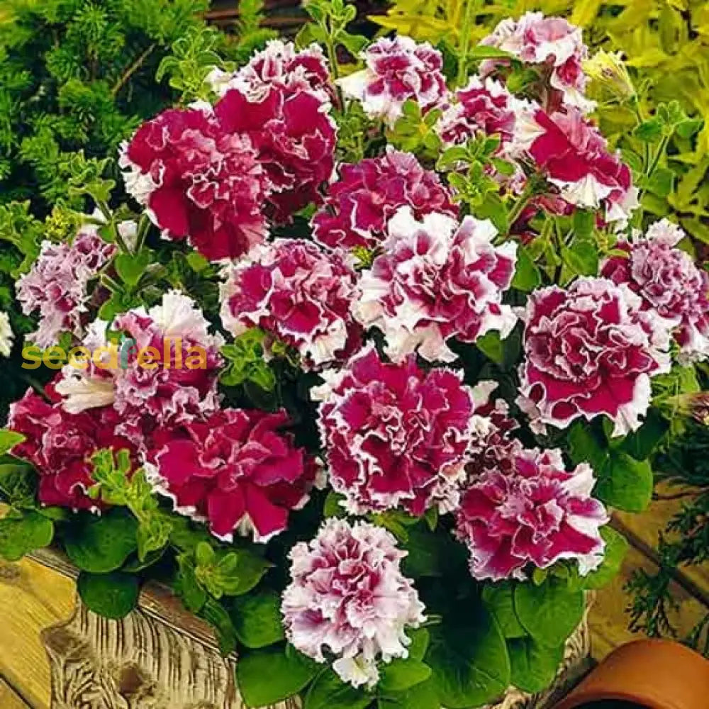 White Pink Double Petunia Flower Seeds For Planting  Seed Lush Blooms Ideal Garden Beautification