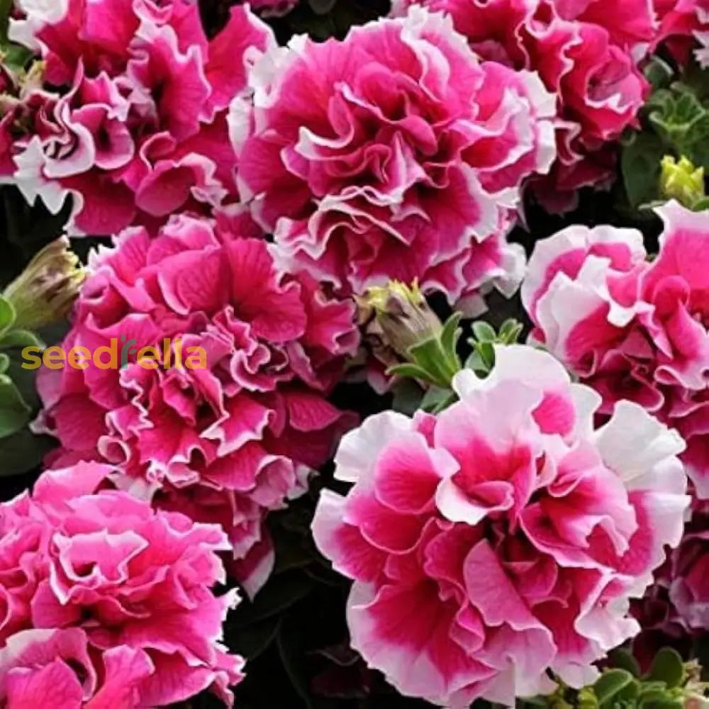 White Pink Double Petunia Flower Seeds For Planting  Seed Lush Blooms Ideal Garden Beautification