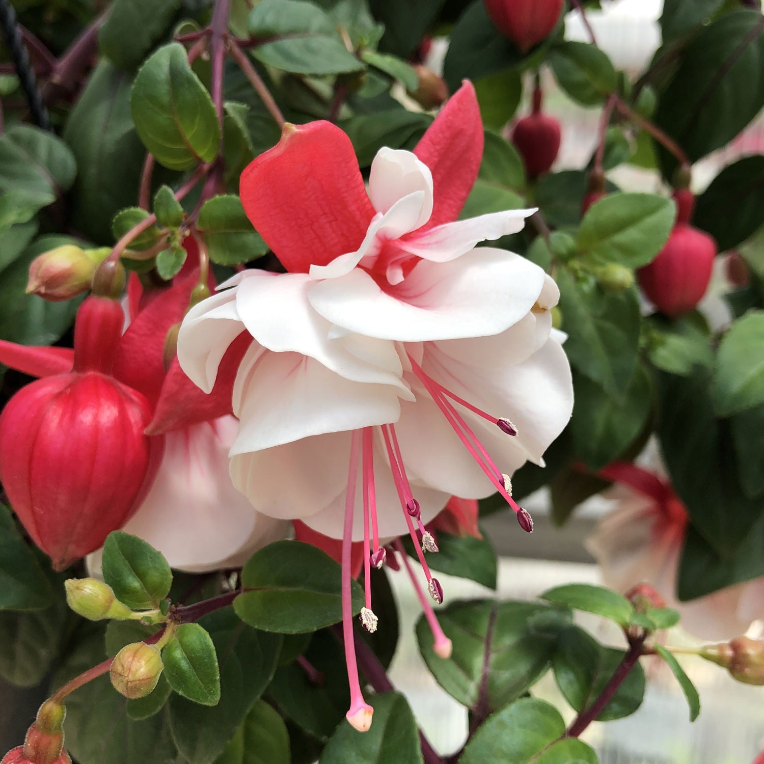White Pink Fuchsia Flower Seeds for Garden Planting