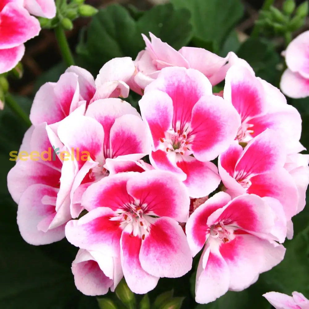 White Pink Geranium Flower Seeds For Planting  Seed Beautiful Blooms Perfect Garden DÃ©cor And