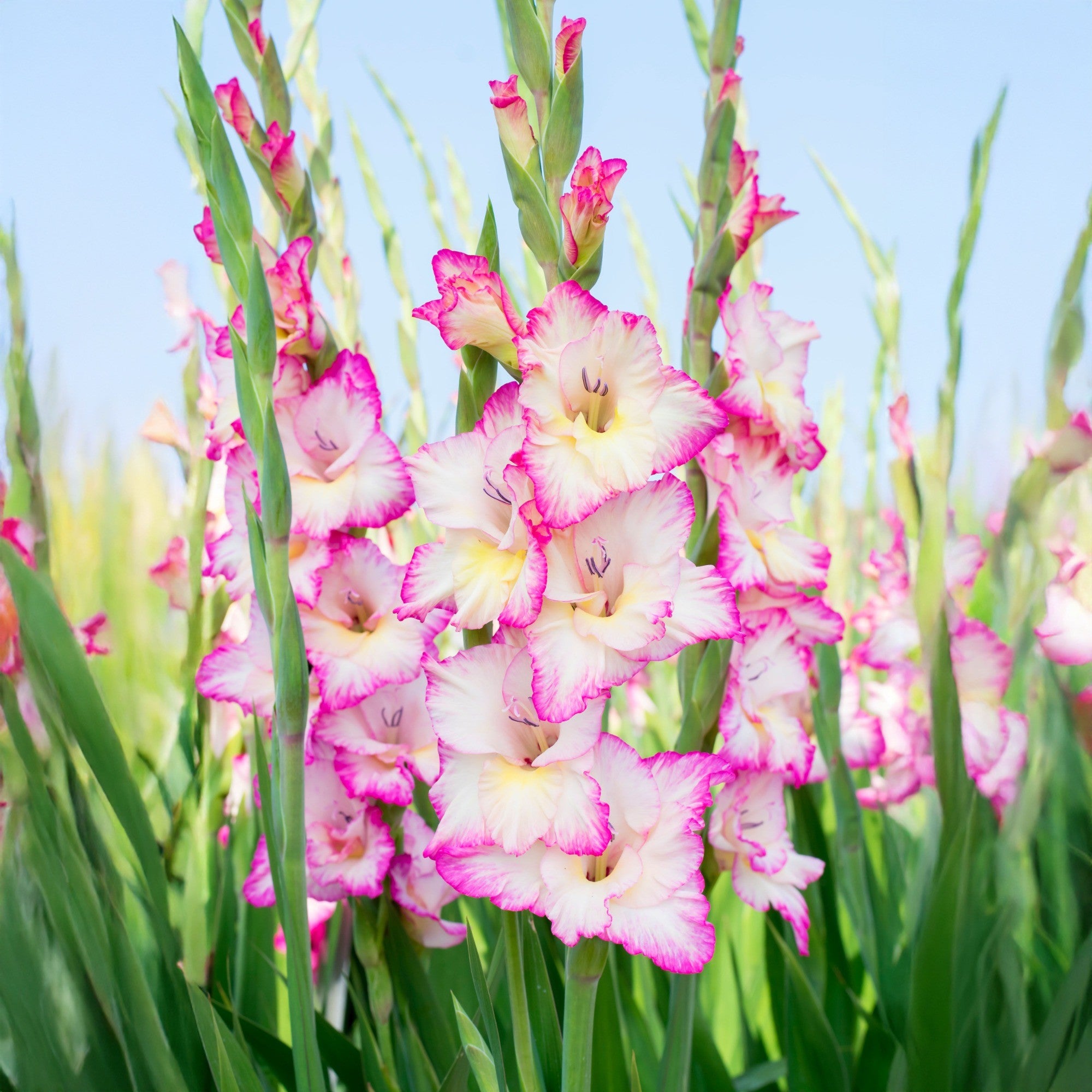 White Pink Gladiolus Seeds for Planting
