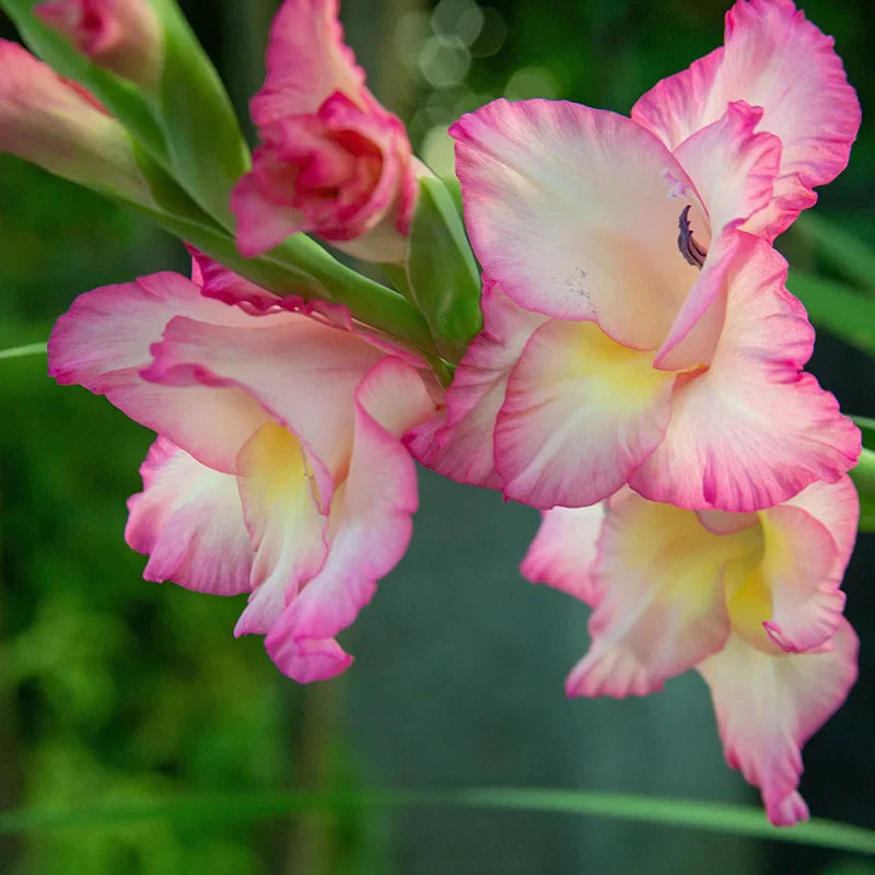 White & Pink Gladiolus Flower Seeds for Planting
