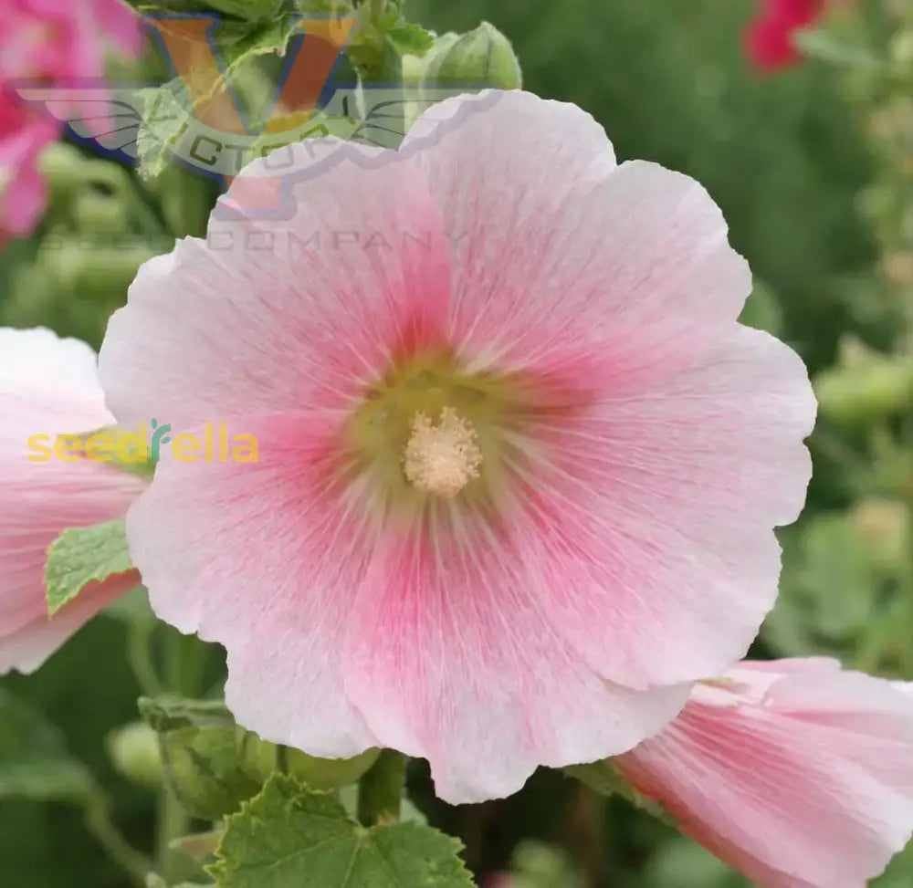 White Pink Hollyhock Flower Seeds For Planting  Seed Classic Garden Blooms Perfect Beautification