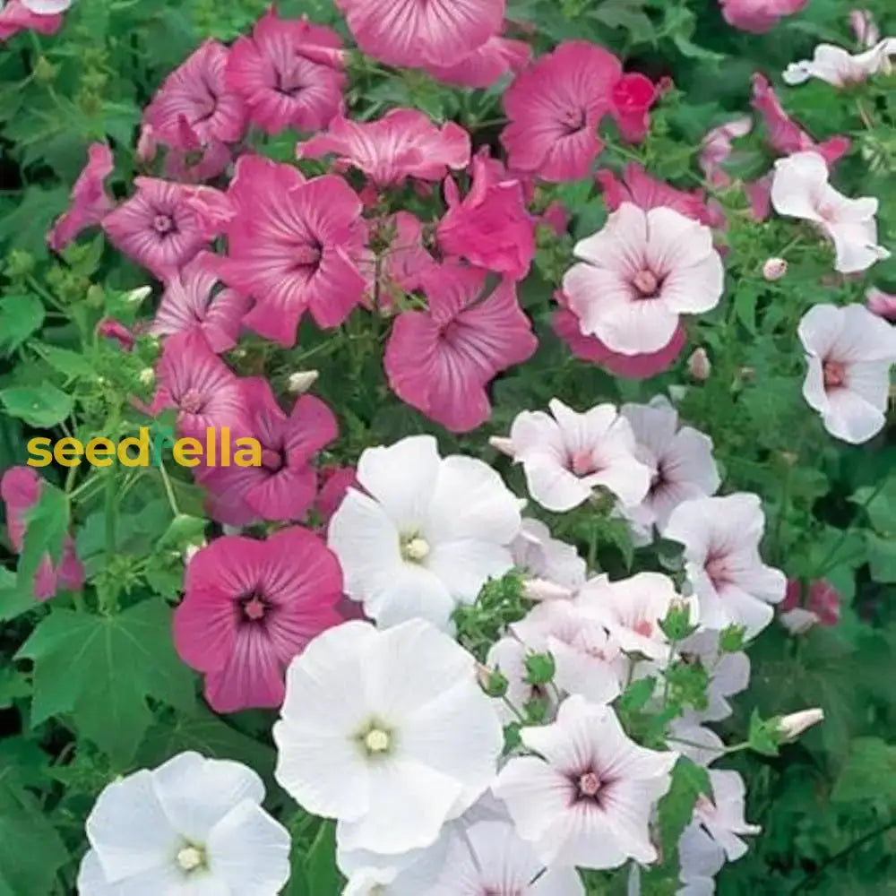 White Pink Lavatera Flower Seeds For Planting  Seed Lush Blooms Perfect Elegant Garden Displays