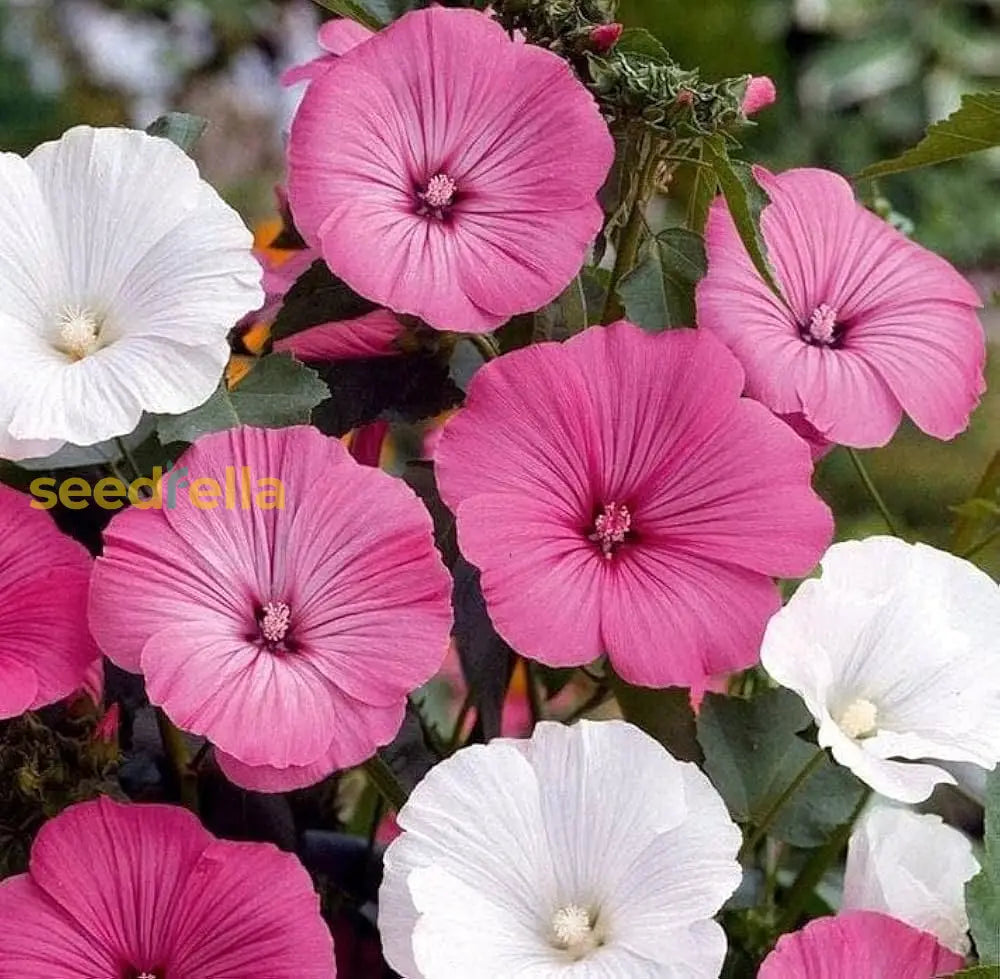 White Pink Lavatera Flower Seeds For Planting  Seed Lush Blooms Perfect Elegant Garden Displays