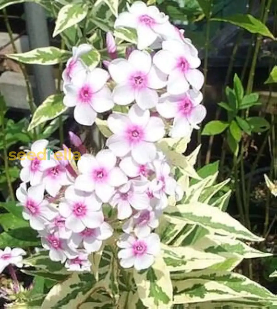 White Pink Nora Leigh Flower Planting  Seeds For Elegant Blooms In Your Garden