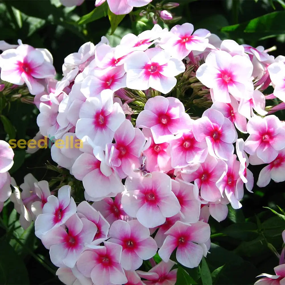 White Pink Nora Leigh Flower Planting  Seeds For Elegant Blooms In Your Garden