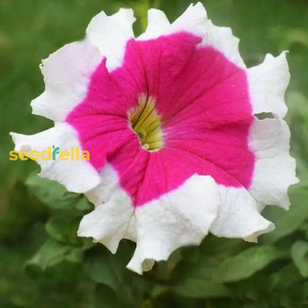 White Pink Petunia Flower Planting Seeds For Vibrant And Colorful Garden Displays