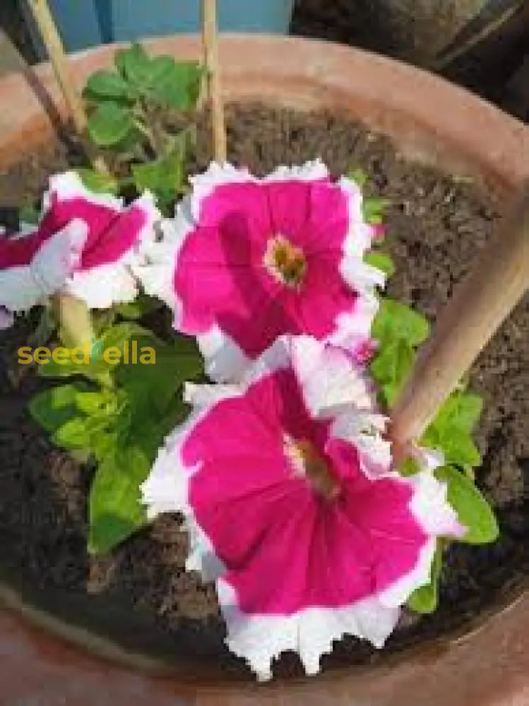 White Pink Petunia Flower Planting Seeds For Vibrant And Colorful Garden Displays