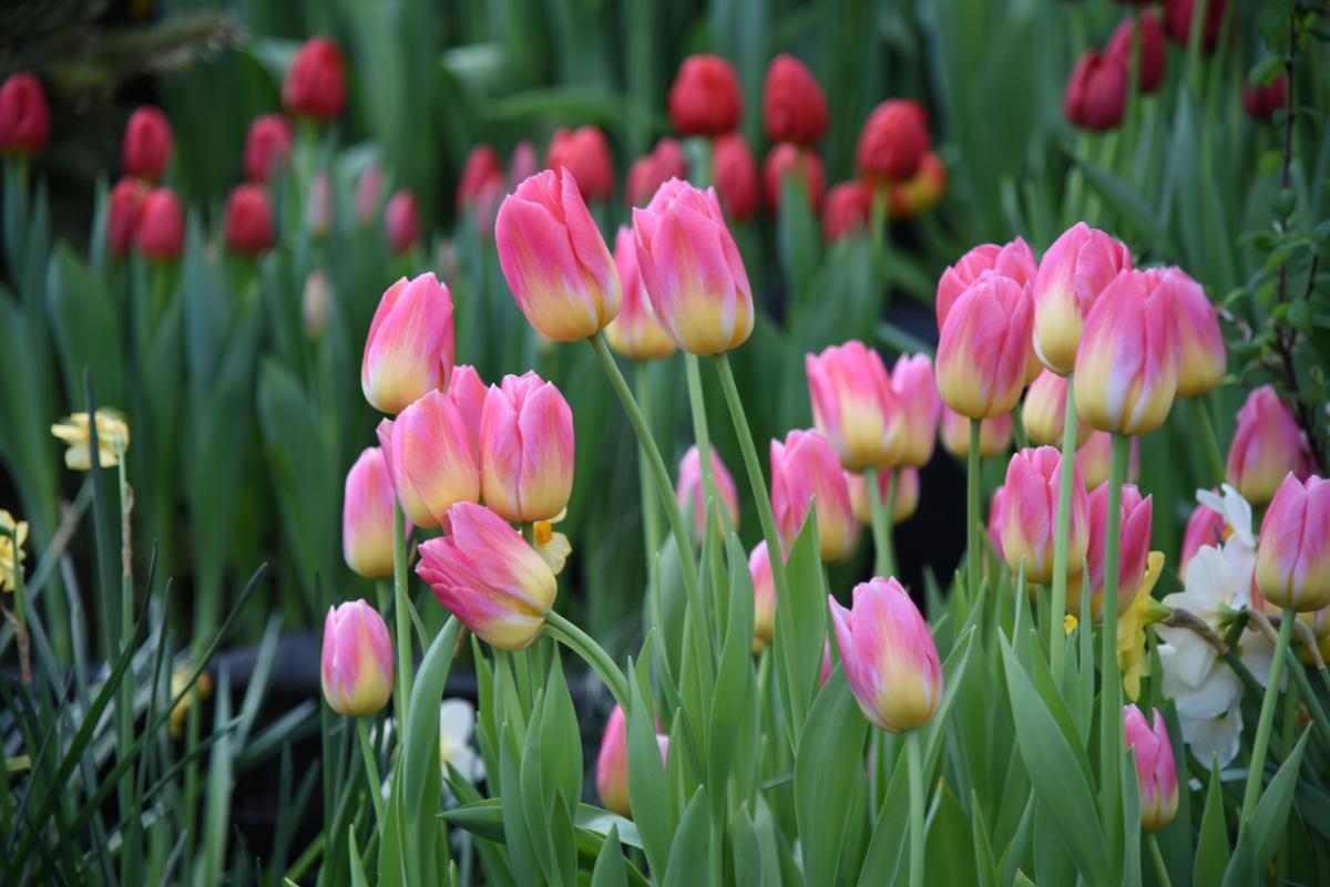 White and Pink Tulip Flower Seeds for Planting