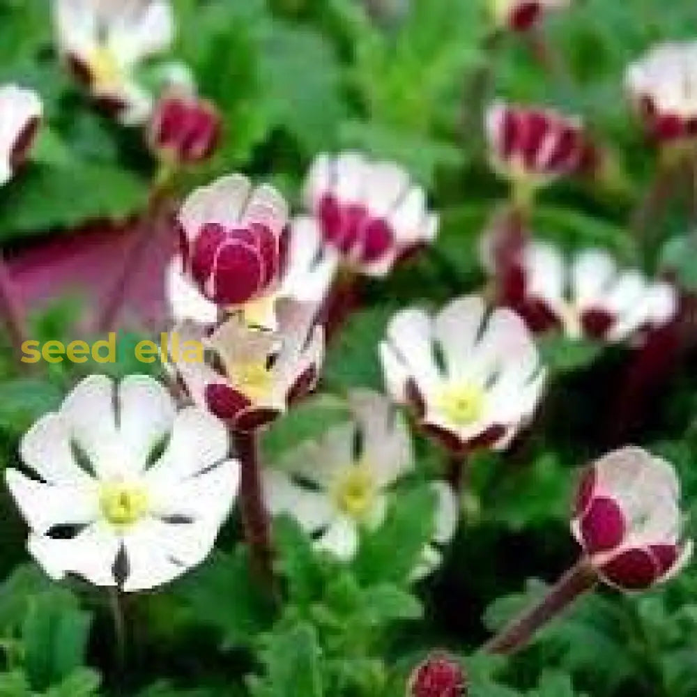 White Pink Zaluzianskya Flower Planting  Seeds For Elegant Blooms In Your Garden