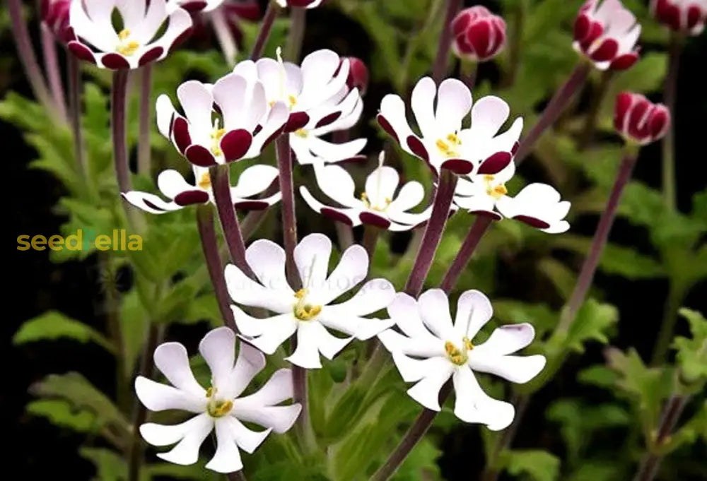 White Pink Zaluzianskya Flower Planting  Seeds For Elegant Blooms In Your Garden