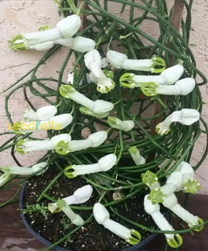 White Pipe Flower Planting - Seeds For Elegant Blossoms In Your Garden