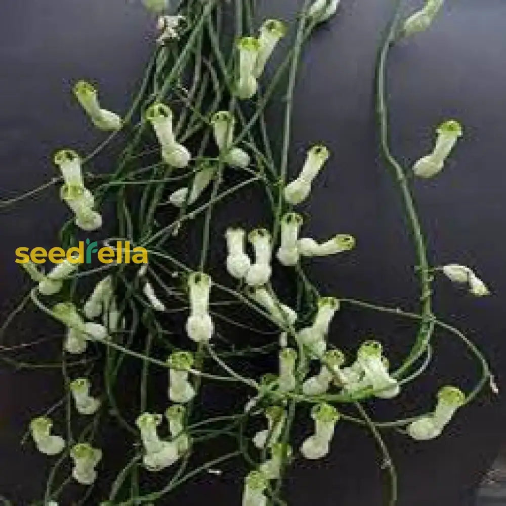 White Pipe Flower Planting - Seeds For Elegant Blossoms In Your Garden