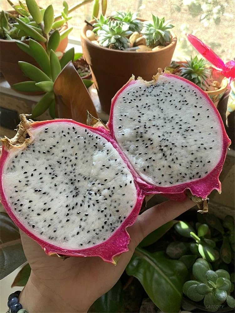 White Pitaya seeds Hylocereus undulatus Britt dragon fruit plant with pink skin and white flesh