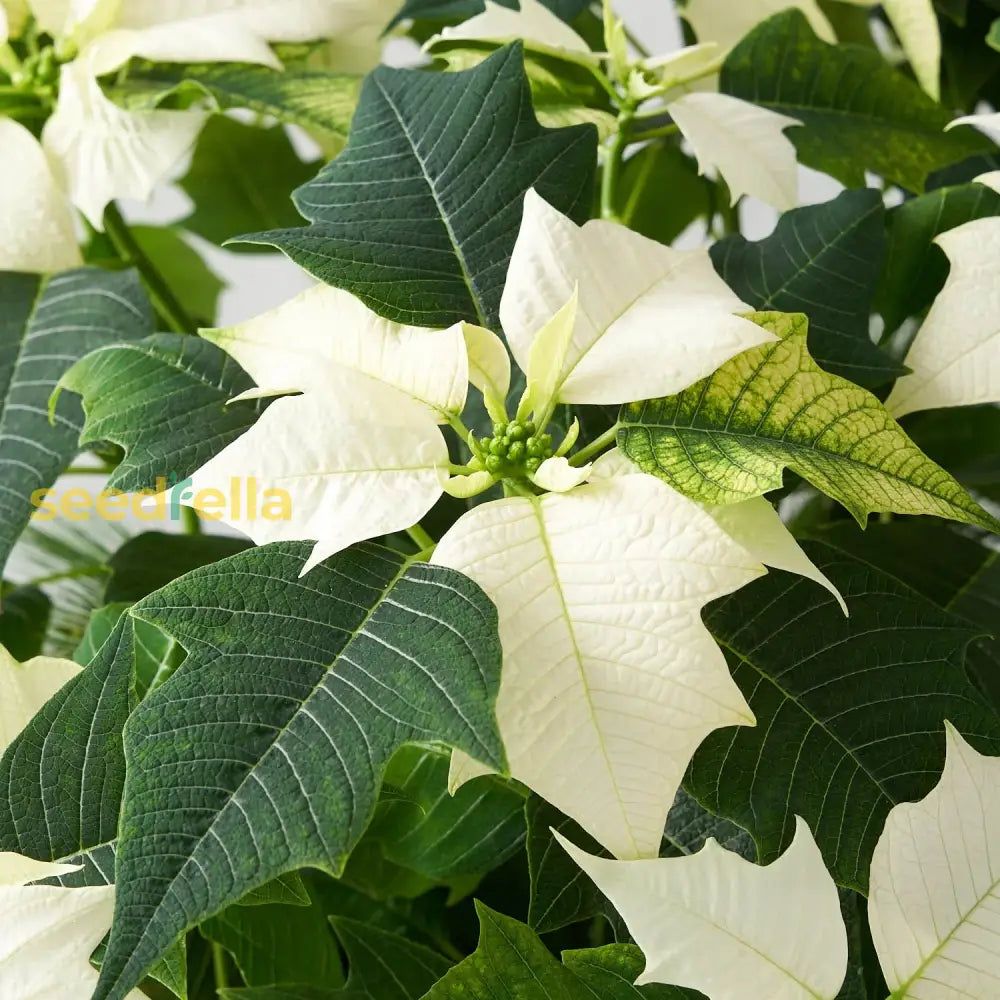 White Poinsettia Plant Seeds For Vibrant Holiday Blooms - Perfect Planting And DÃ©cor