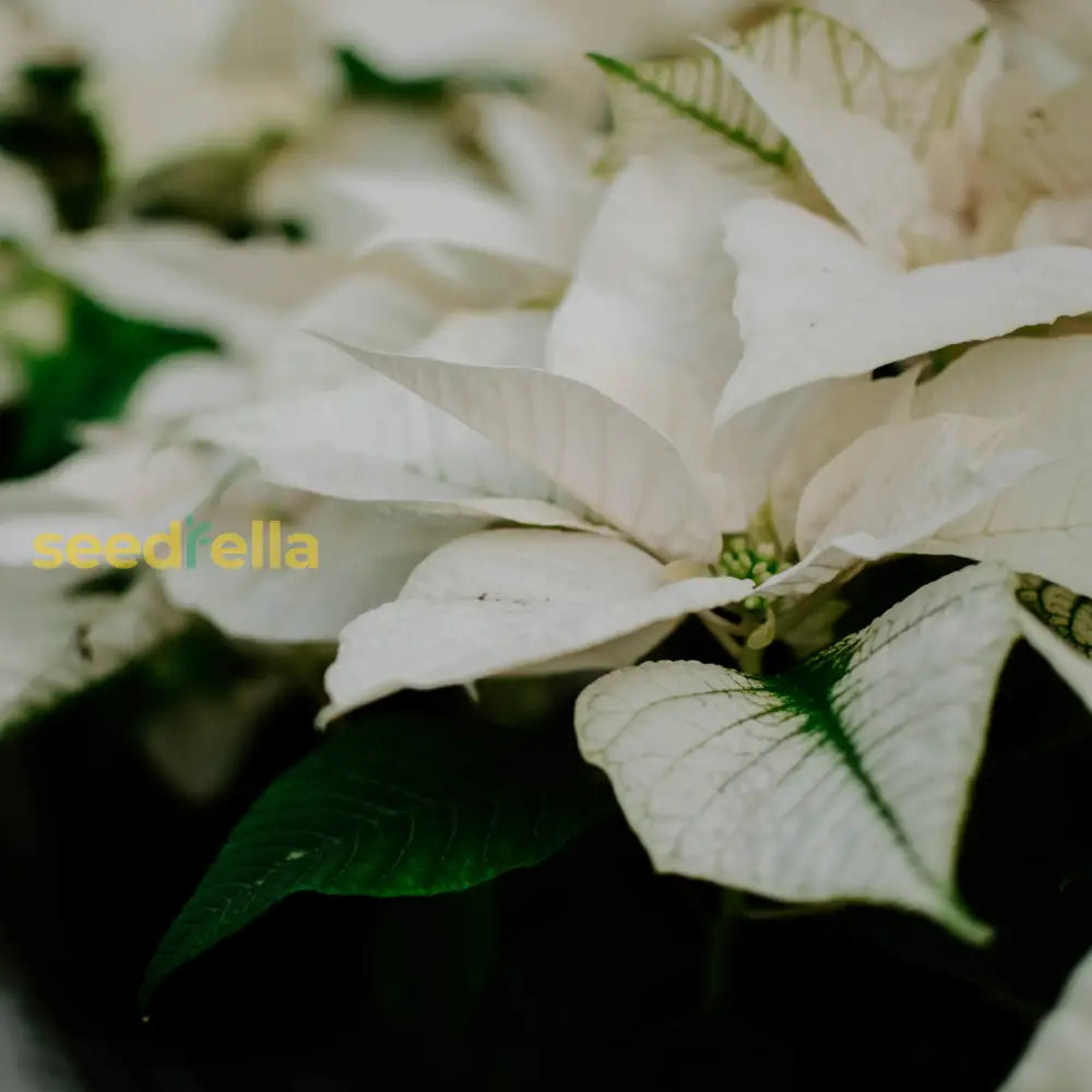 White Poinsettia Plant Seeds For Vibrant Holiday Blooms - Perfect Planting And DÃ©cor